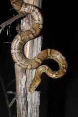 Pseudelaphe flavirufa