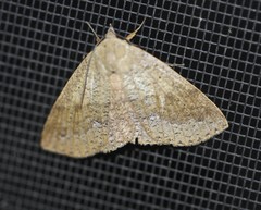Ophyx ochroptera