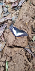 Charaxes protoclea protoclea
