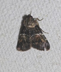 Orthaga atribasalis