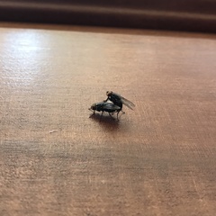 Diptera