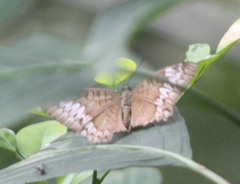Tanaecia