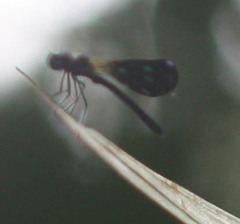 Aristocypha fenestrella