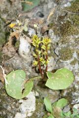 Umbilicus parviflorus