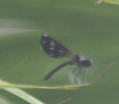 Aristocypha fenestrella