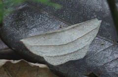 Heteralex rectilineata