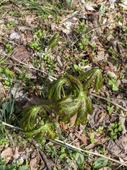 Podophyllum peltatum