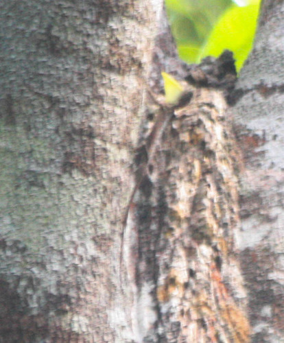 Draco sumatranus