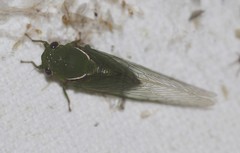 Glaucopsaltria viridis
