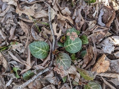 Pyrola americana