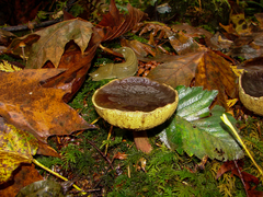 Aureoboletus mirabilis