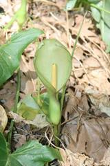 Arum concinnatum