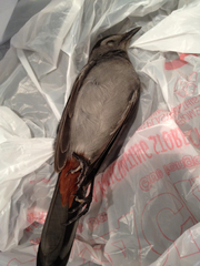 Dumetella carolinensis