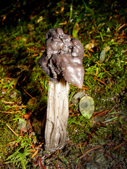 Helvella maculata