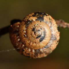 Therasia traversi
