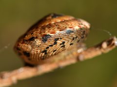 Therasia traversi