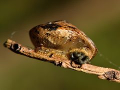 Therasia traversi