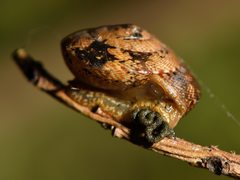 Therasia traversi