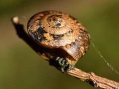 Therasia traversi