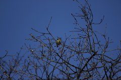 Cyanistes caeruleus
