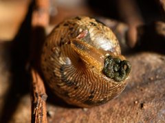 Therasia traversi