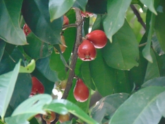 Syzygium malaccense