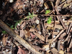 Aphaenogaster senilis