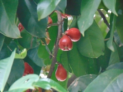 Syzygium malaccense
