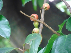 Syzygium malaccense
