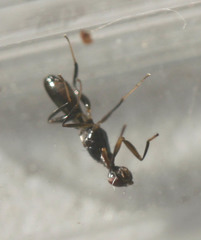 Cypselosomatidae