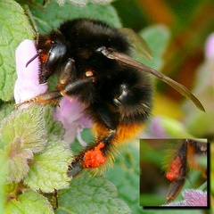 Bombus ruderarius