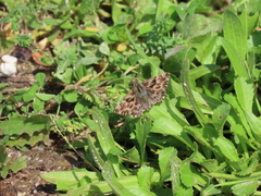 Carcharodus tripolina
