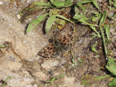 Carcharodus tripolina