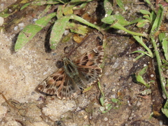 Carcharodus tripolina