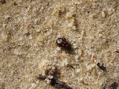 Oedionychis cincta