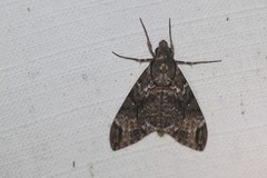 Psilogramma menephron