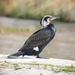 Typical Old World Cormorants - Photo (c) Jorge Pérez Arienza, some rights reserved (CC BY-NC), uploaded by Jorge Pérez Arienza