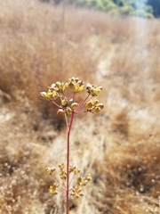 Perideridia kelloggii