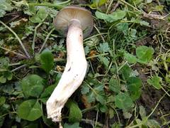 Lyophyllum loricatum