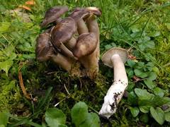 Lyophyllum loricatum