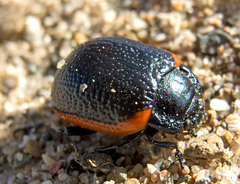 Chrysolina gypsophilae