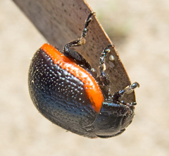 Chrysolina gypsophilae