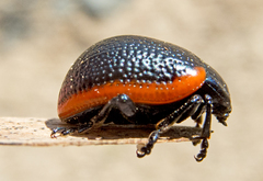 Chrysolina gypsophilae