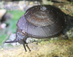 Hemiplecta cymatium