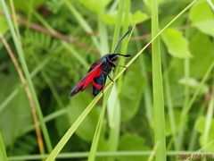 Zygaena dorycnii