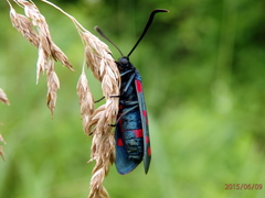 Zygaena dorycnii