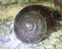 Hemiplecta cymatium