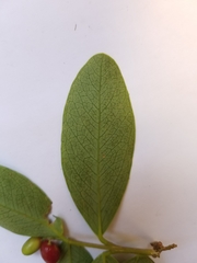 Wikstroemia elliptica