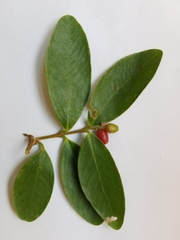 Wikstroemia elliptica