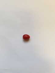 Wikstroemia elliptica